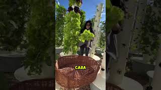 Aprende hidroponia desde cero cultivarencasa cultivaencasa plantas jardin cultivohidroponico [upl. by Coates]