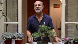 SOS bonsai tre utili consigli per superare lestate [upl. by Thedrick]