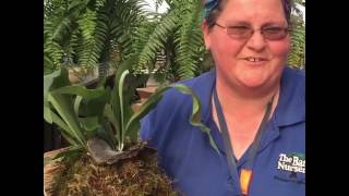 Staghorn Fern Watering Tips [upl. by Meggie]