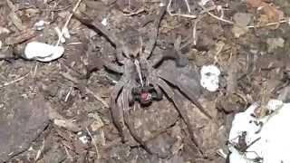 Wolf Spider Grabs a Fly Short Feeding [upl. by Yesor738]