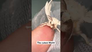 Silkworm moth Bombyx Mori silkmoth bombyxmori moths [upl. by Llemmart]