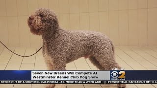 New Breeds At Westminster [upl. by Rebah]