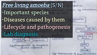 Free living amoeba  Species  Diseases caused by them  Life cycle  Pathogenesis  Lab diagnosis [upl. by Clerissa]