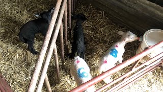 Hillbilly halfwit in the lambing shed ukfarming ukagriculture farminguk sheepfarming [upl. by Nixon]