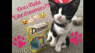 Dreamies cat advert experiment with new kitten 🐱 [upl. by Allebasi]