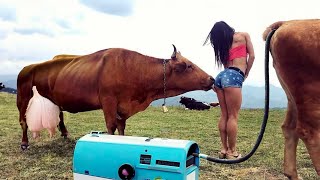 Modernest Farming Pretty Girls Incredible Tails Shaving Care For Cows Manure Cleaning stream [upl. by Novj67]