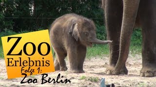 Zoo Berlin  Zoo Erlebnis 1 [upl. by Esinaj153]