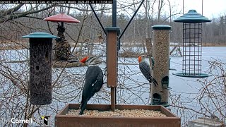 Pileated Woodpecker Highlights Several Woodpecker Species At Cornell Feeders – Jan 11 2024 [upl. by Hatokad589]