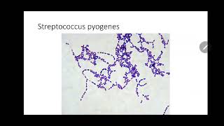 1 URTI and streptococci  MUST 201 [upl. by Iinden207]