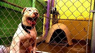 Working Behind the Camera at Villalobos  Pit Bulls and Parolees [upl. by Tymon710]