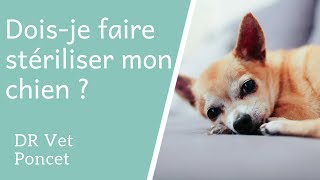 Dois je faire stériliser mon chien [upl. by Cordell]