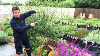 Antonys Gardening Tips  Lavatera [upl. by Htaeh]