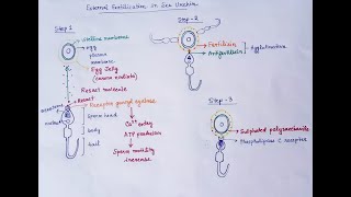 Animal Development  Animal Physiology 12  Biology  PP Notes  Campbell 8E Ch 47 [upl. by Niccolo]