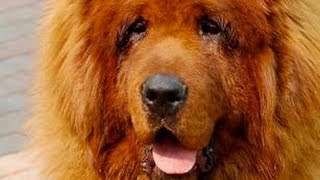 Red Tibetan Mastiff  The Most Expensive Dog In The World [upl. by Platus]