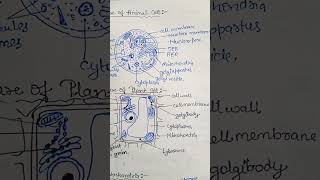 Easy Diagram of Plant amp Animal cell BSc Biotech 1st sem zoology neet shorts biotechnology jncu [upl. by Marlowe]