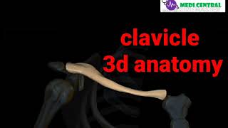 Clavicle anatomy 3d muscles and ligaments attachment [upl. by Aryajay142]