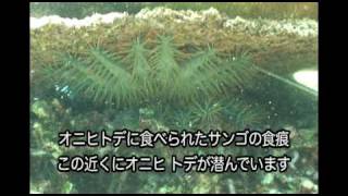 第12回鳩間オニヒトデ駆除 Removing Crown of Thorns starfish in Hatoma Isl Yaeyama Okinawa [upl. by Yborian]