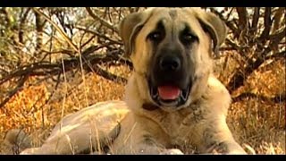 Turkish Dog Kangal protects African sheeps  Anatolian Guard Dog [upl. by Einnahpets]