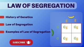 Law of segregation  Mendels law of segregaion  Genetics [upl. by Enitnemelc850]