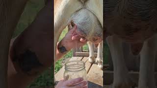 How to milk a goat cow and pig [upl. by Madda810]