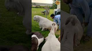 Khassi Bakre  Sahi ya galat sgfgoats shorts commentnow [upl. by Sevart]