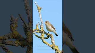 Chiffchaff Call birds birdsounds [upl. by Ykcul]