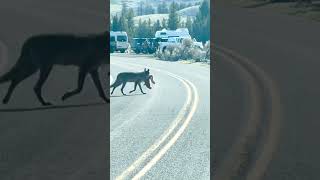 Yellowstone wolf brings home a bison calf for breakfast [upl. by Sremlahc]