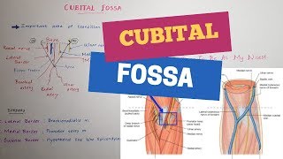 The Cubital Fossa  Elbow Pit  Antecubital Fossa Mnemonics included [upl. by Ahsirak]