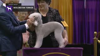 Bedlington Terriers  Breed Judging 2019 [upl. by Kathie]