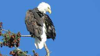 110724 Adult Bald Eagle Tukwila Wa 1825162 [upl. by Florenza627]