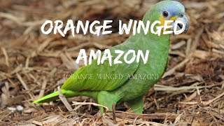 Orange winged amazon  Amazona amazonica [upl. by Joby293]