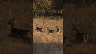 Bobcat stalks 3 whitetail deer deer deerhunting [upl. by Sublett]