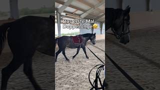 Das erste Mal… Doppellonge mit Sissi🤩😍 horse pferde equestrian [upl. by Ricky896]