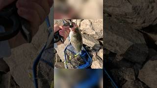 Fishing for BIG striped bass with an A rig below a dam fish bassfishing fall topwater outdoors [upl. by Aihseuqram]