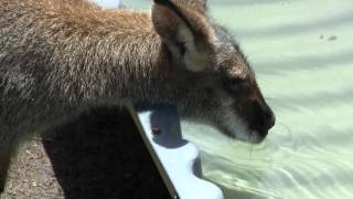 Rednecked Wallaby and Eastern Grey Kangaroo drinking [upl. by Alejandra]