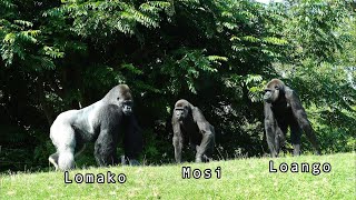 Silverback Lomako Displays His Strength After Mosi Messes with Dalila [upl. by Chor234]