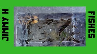 Moving my synodontis petricola and CPDs [upl. by Camilia]