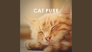 Cat Purr 1 Hour ASMR Sound for Sleep Study and Concentration [upl. by Ssenav]