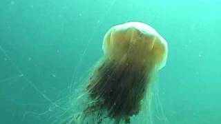 Lions Mane Jellyfish [upl. by Odnamla]