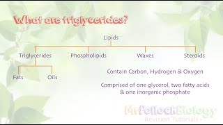 Biochemistry Triglycerides [upl. by Dray]