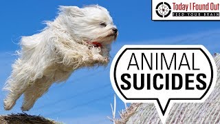 Are There Any Animals Other than Humans That Commit Suicide [upl. by Milde]