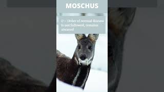 MOSCHUS  Homoeopathy Mnemonics [upl. by Obel]