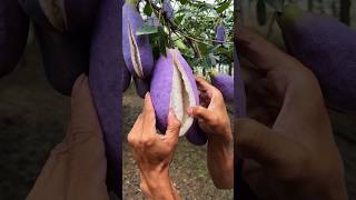 Chinas New Fruit Looks Just Like Brinjal shortsvideo [upl. by Neerac440]