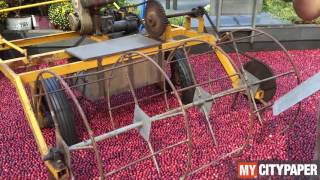 How cranberries grow and are harvested at Ocean Spray [upl. by Vrablik894]