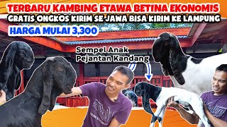 HARGA EKONOMISAN ‼️ MATERI INDUK KAMBING ETAWA KALIGESING LUWESAN [upl. by Favin587]