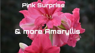 7 Unique Amaryllis Bulbs I’m Growing  Gardening Mindfully [upl. by Arimay67]