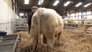 Cockerington Poll Charolais Cows Winter [upl. by Julee]