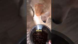 Ihr HUND ist ein GOURMET 🤣😂 [upl. by Forras929]