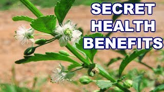 Health Benefits of Scoparia Dulcis [upl. by Garey987]