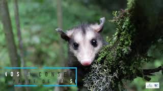 La Zarigüeya Didelphis marsupialis Ayúdanos a protegerlas tú eres parte de la solución [upl. by Anoyet]